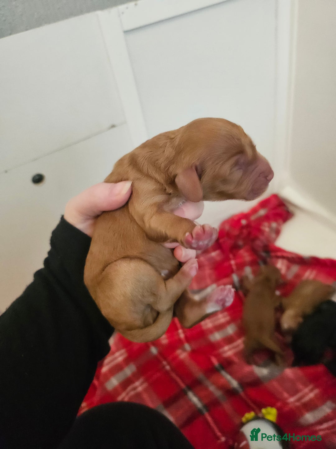 Cavapoo dogs for sale: Gorgeous F1b Toy Cavapoo Babies   - Image 10