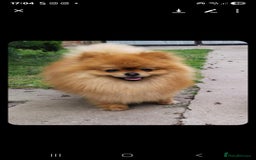 Pomeranian dogs for sale: 🐾 Adorable 7-Month-Old Pomeranian Girl – Lusy 🐾 - Image 11