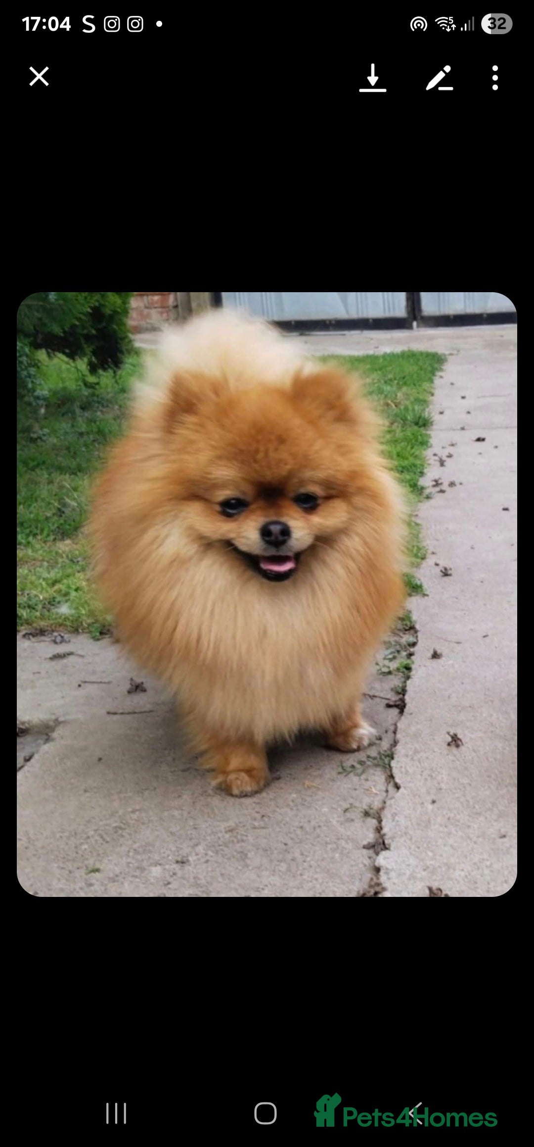 Pomeranian dogs for sale: 🐾 Adorable 7-Month-Old Pomeranian Girl – Lusy 🐾 - Image 11