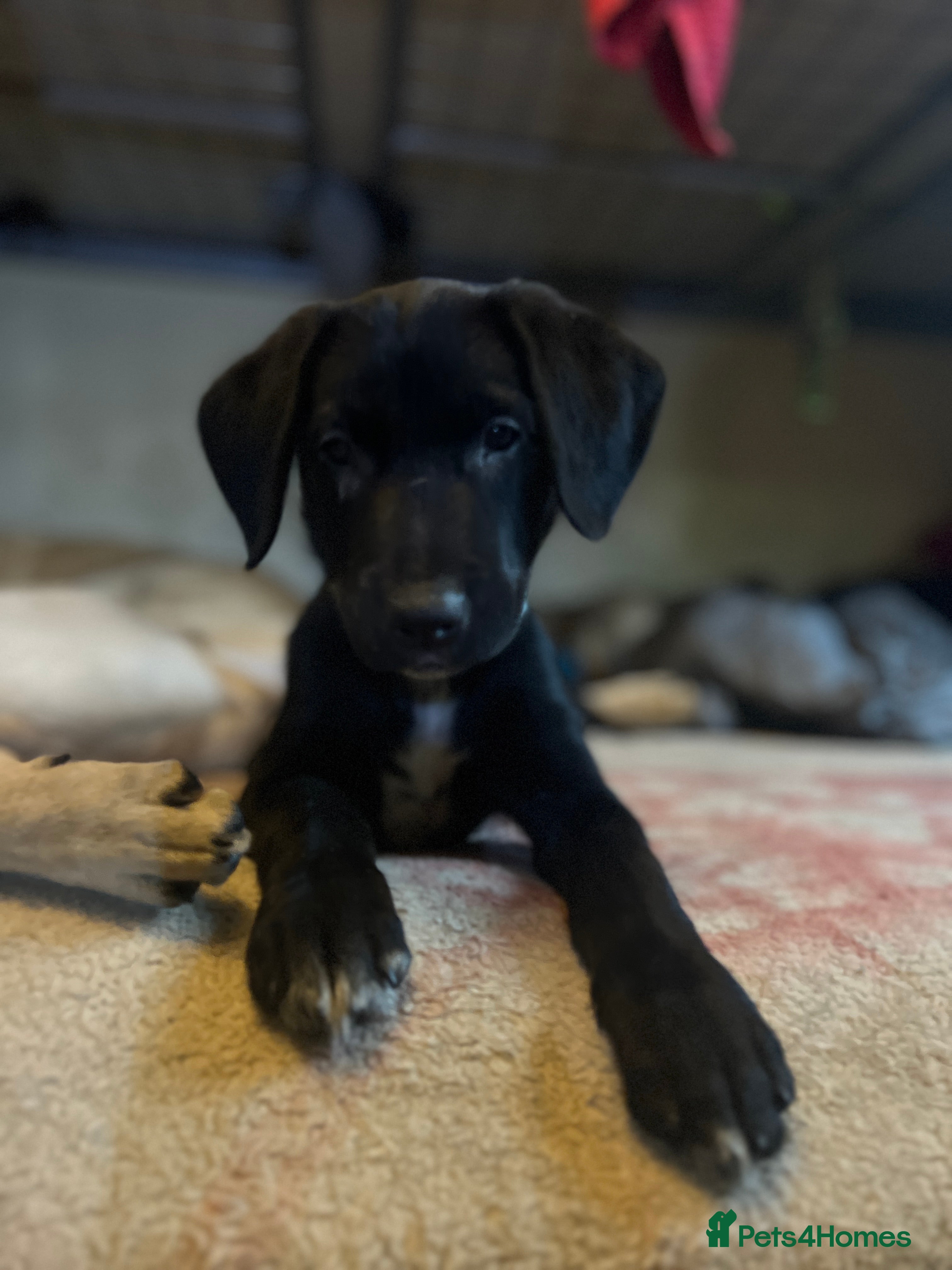 Borador dogs Most Intelligent BORADOR Puppies, Healthy, Happy  - Advert 3