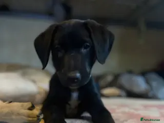 Borador dogs Most Intelligent BORADOR Puppies, Healthy, Happy - Advert 5