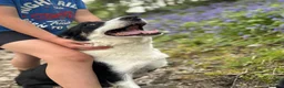 Border Collie dogs for sale: Stunning collie both inside & out. Great with kids - Advert 1