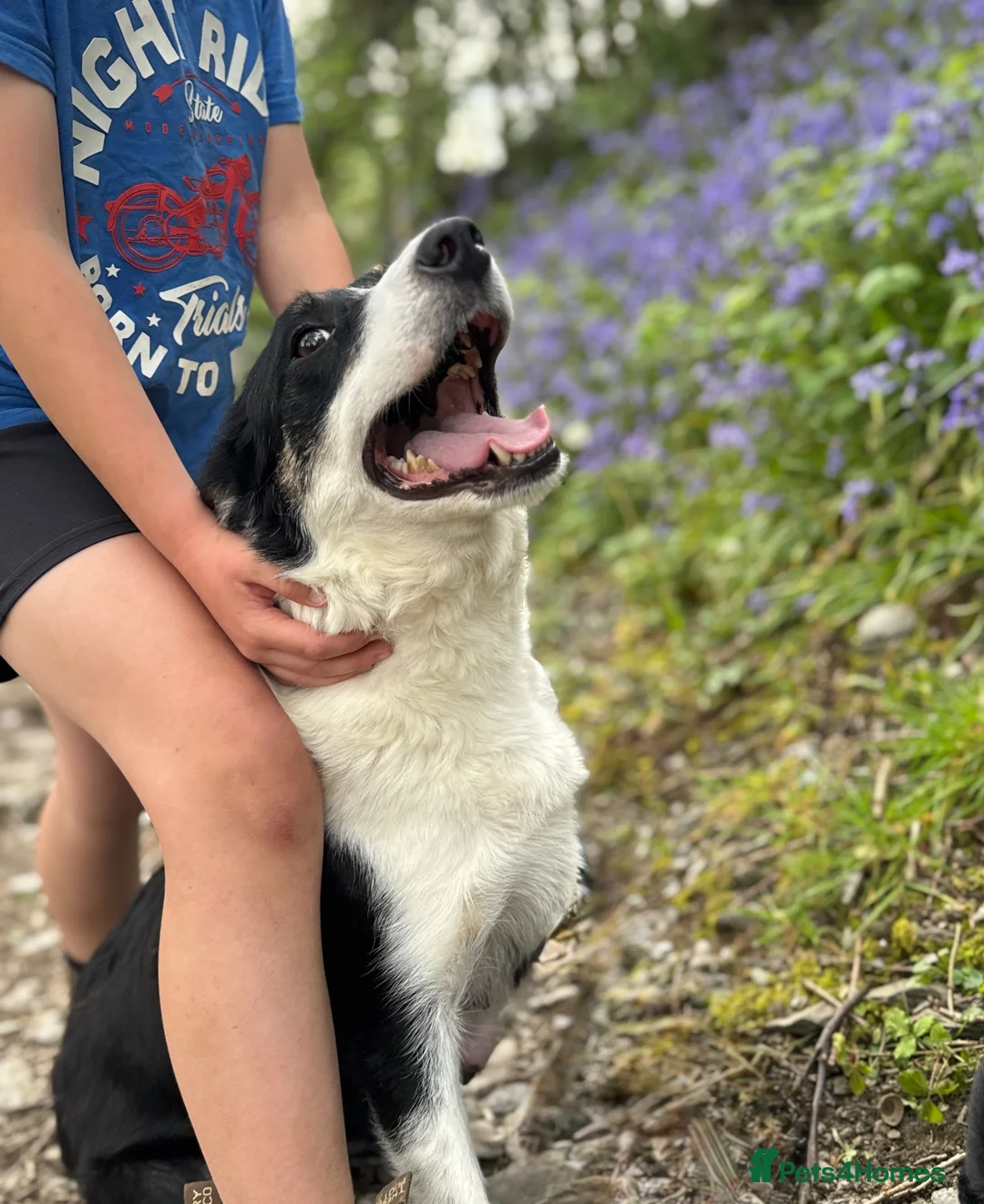 Border Collie dogs for sale: Stunning collie both inside & out. Great with kids - Advert 1