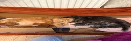 Mixed Breed cats for sale: Mixed Breed Kittens  - Advert 3