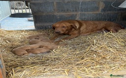 Labrador Retriever dogs for sale: Stunning ftch fox red puppies - Image 7