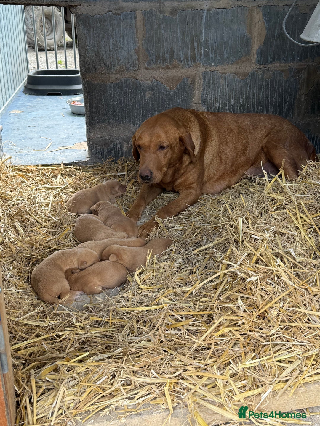 Labrador Retriever dogs for sale: Stunning ftch fox red puppies - Image 7