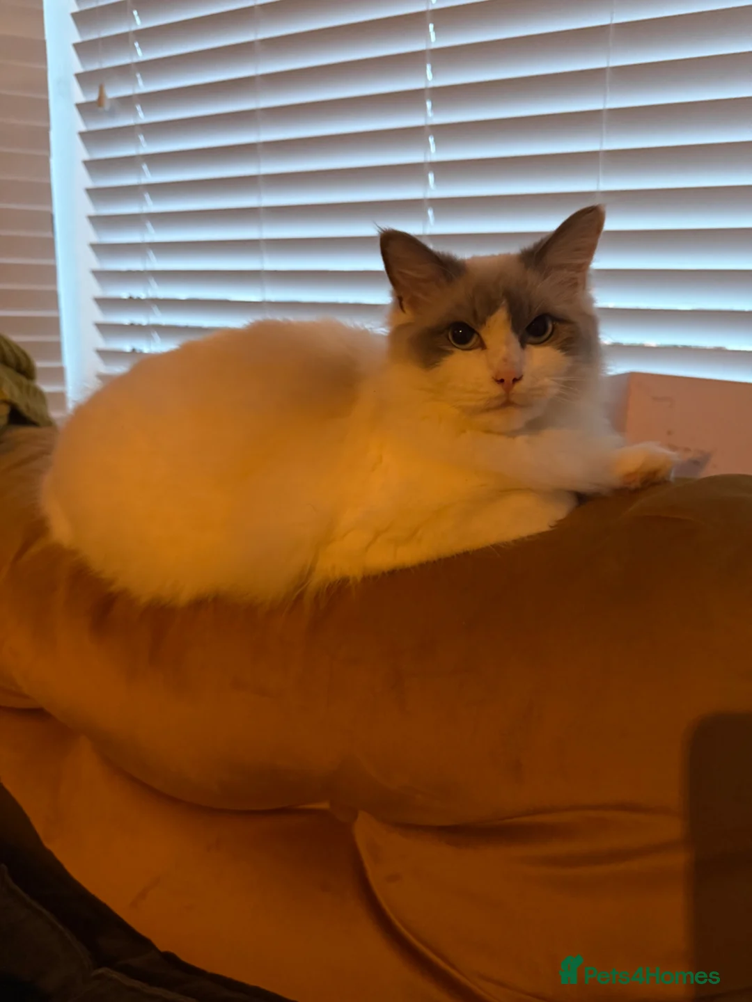 Ragdoll cats for sale: Ragdoll - Advert 1