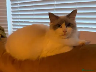 Ragdoll cats Ragdoll - Advert 1