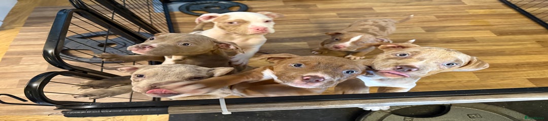  Puppy 8