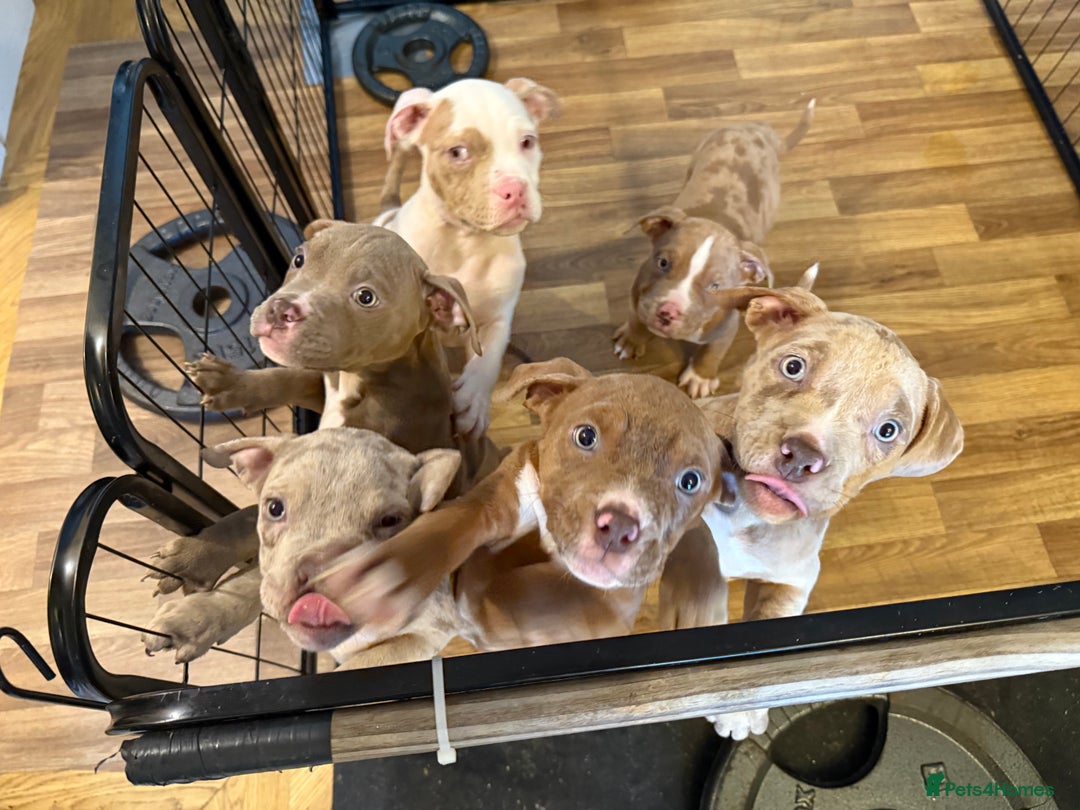 American Bully dogs for sale: Price Drop American pocket x American bully pups  in Bathgate - Image 1
