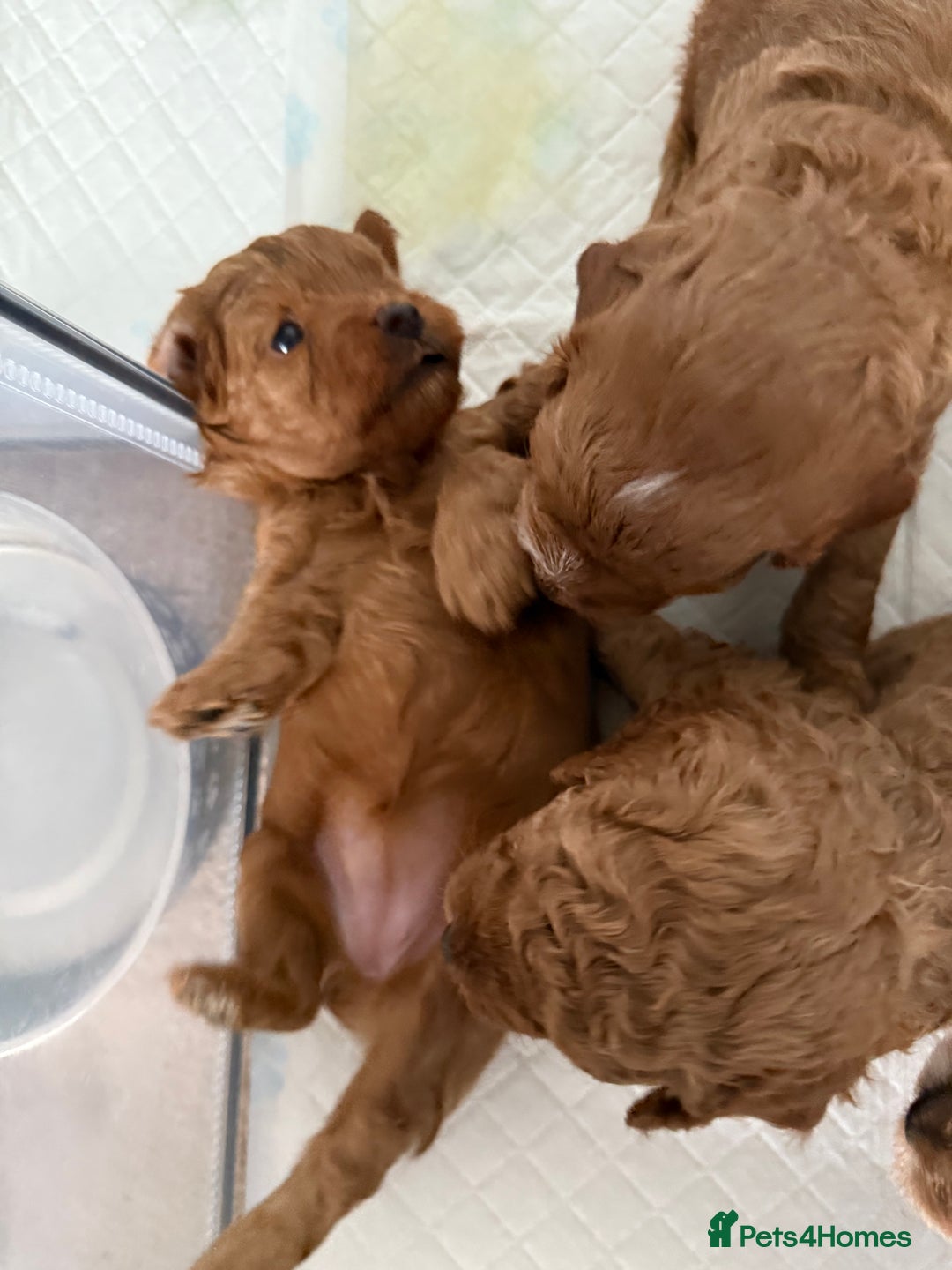 Cockapoo dogs for sale: Championship bloodline F1B toy Cockapoos  - Advert 29