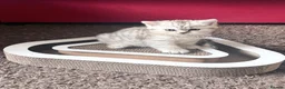 British Shorthair cats for sale: British Shorthair Tabby Female-Champion Heritage🐾 - Advert 28