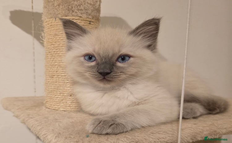 Ragdoll cats - Advert 2