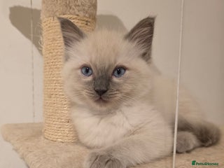 Ragdoll cats - Advert 24