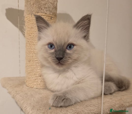 Ragdoll cats - Advert 1