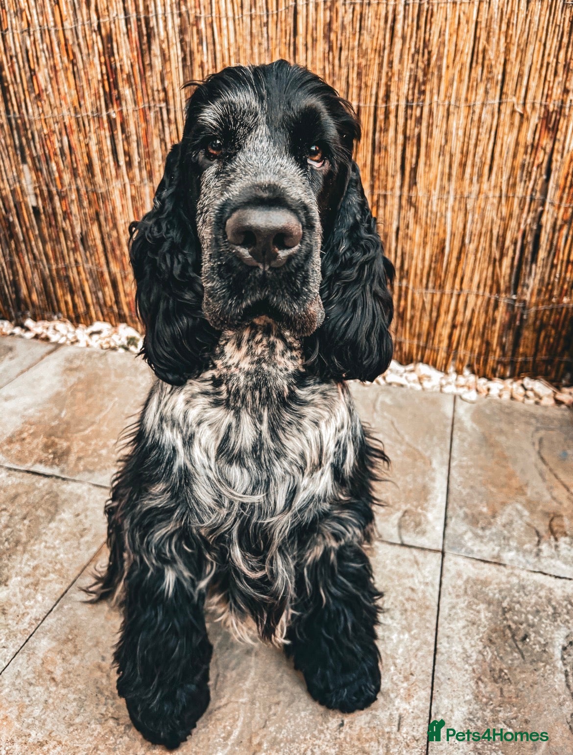 Cocker Spaniel dogs Blue roan show cocker spaniel stud - Advert 16