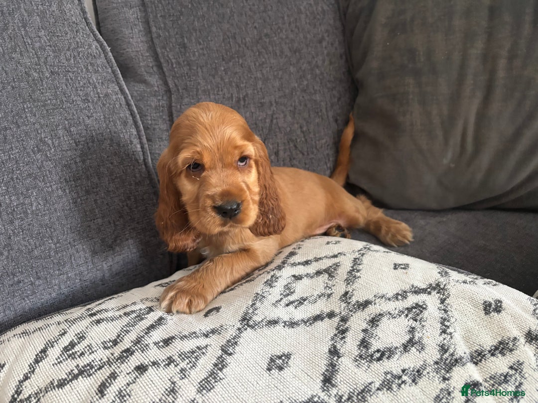 Cocker Spaniel dogs for sale: Beautiful show type cocker spaniel puppies - Image 12