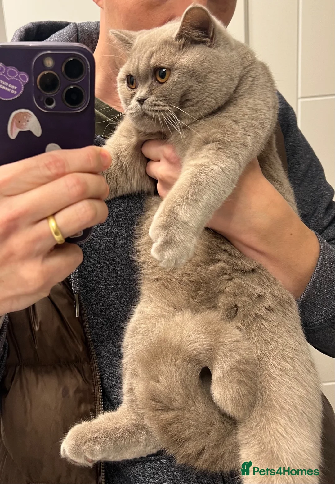 British Shorthair cats for sale: Lilac British Shorthair female - Advert 7