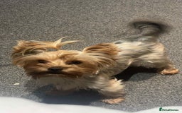 Yorkshire Terrier dogs for sale: Mini Yorkshire terrier - Image 4
