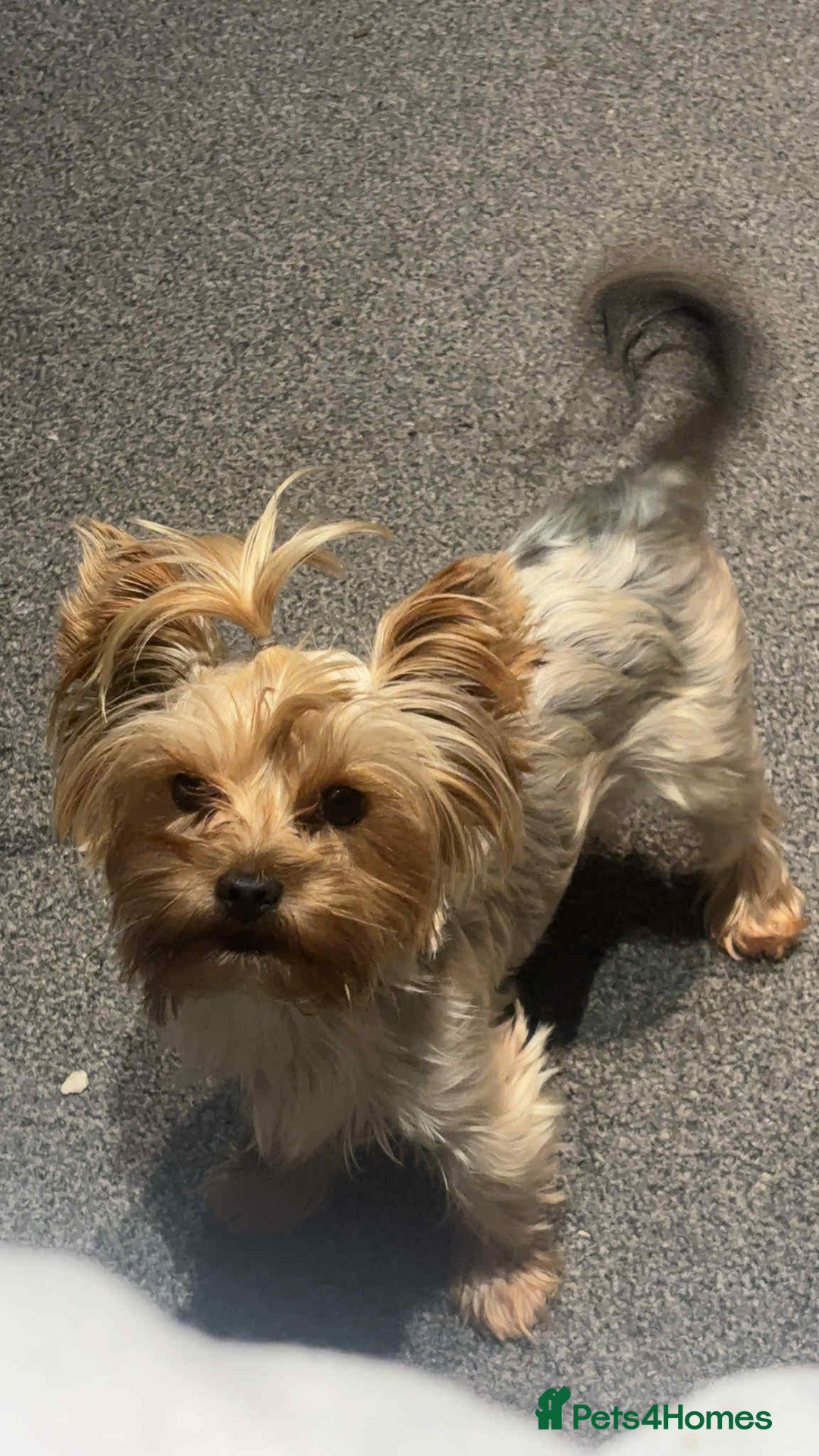 Yorkshire Terrier dogs for sale: Mini Yorkshire terrier - Image 4