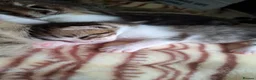 Mixed Breed cats for sale: 5 Lovely kittens looking for a home!! - Advert 22