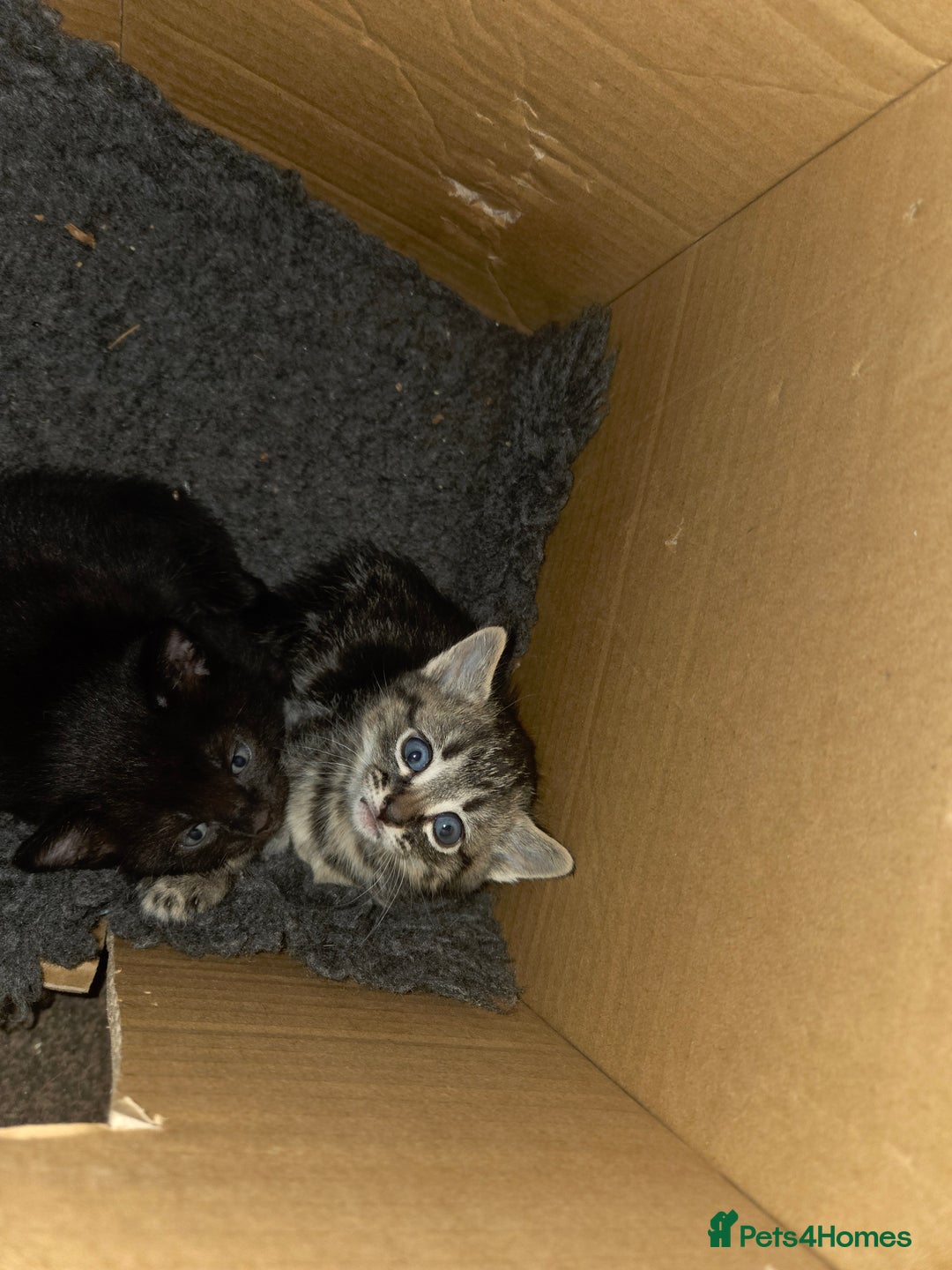 Mixed Breed cats for sale: 5 beautiful kittens - Advert 4