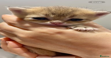 British Shorthair cats Chunky British shorthair  - Advert 5