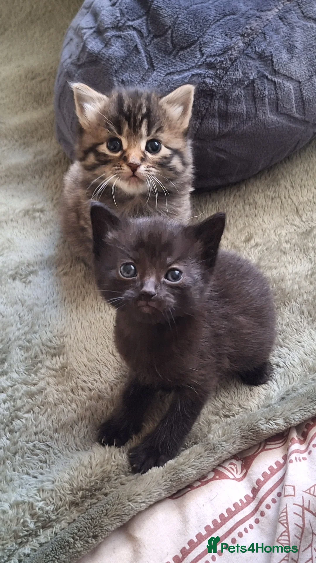 Mixed Breed cats for sale: Maine coon mix with black kittens 😸💖 - Advert 1