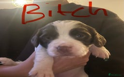 Sprocker dogs for sale: 5 left of gorgeous sprocker puppies - Image 8