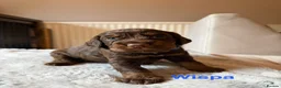 Cocker Spaniel dogs for sale: Working cocker spaniel puppies  - Advert 4