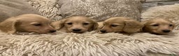 Miniature Dachshund dogs for sale: Pure cream longhaired miniature dachshund  - Advert 4
