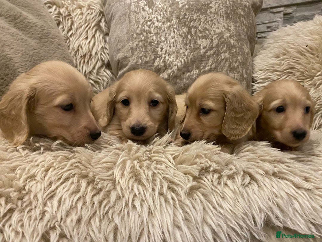 Miniature Dachshund dogs for sale: Pure cream longhaired miniature dachshund  - Advert 4
