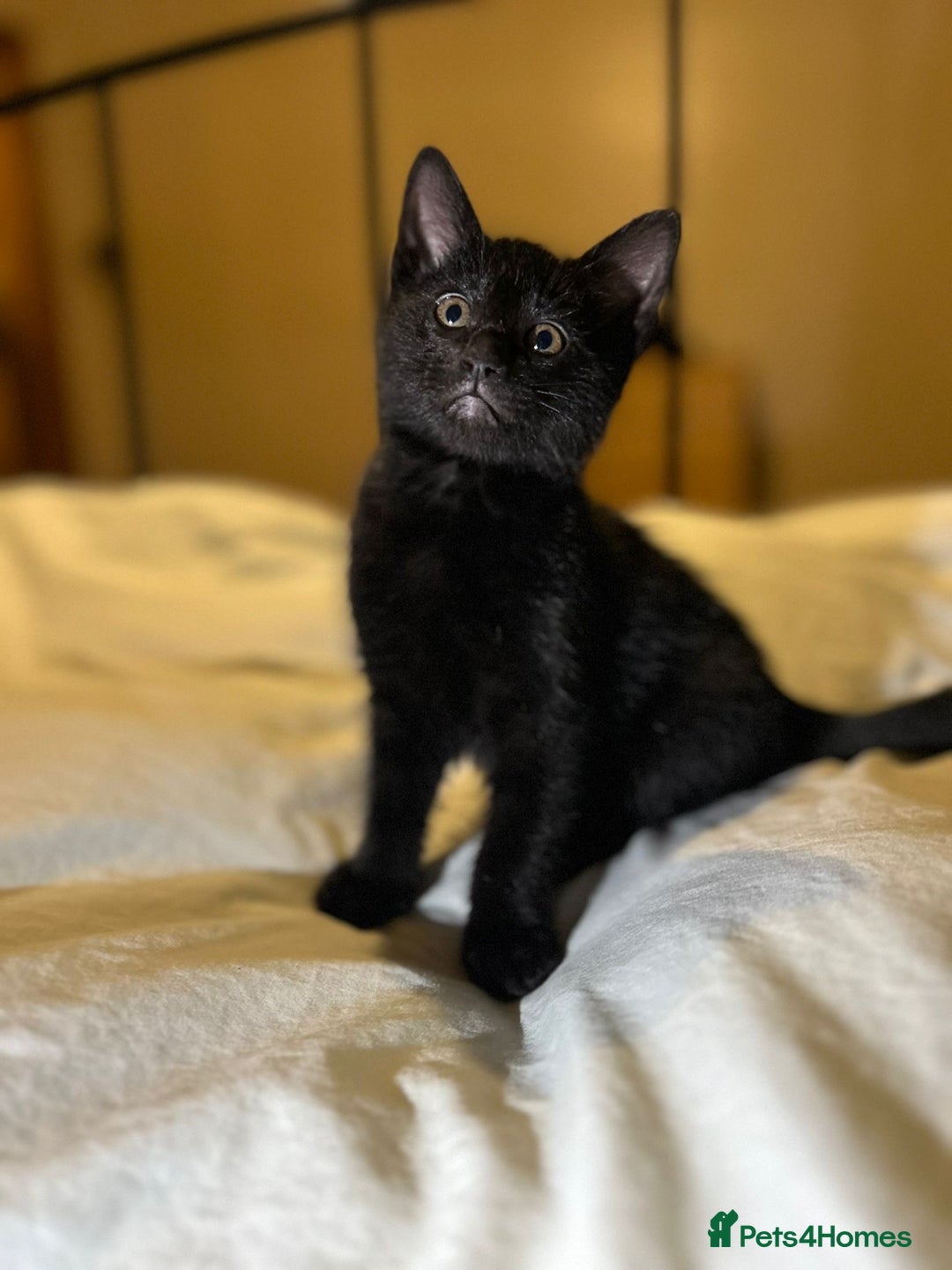 Russian Blue cats for sale: Russian blue kittens  - Advert 13