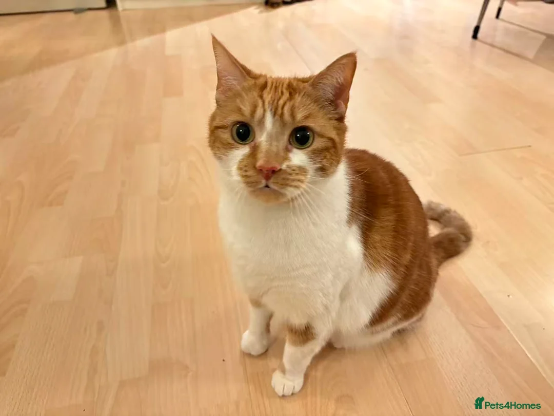 Domestic Shorthair cats for sale: Honey - Advert 1