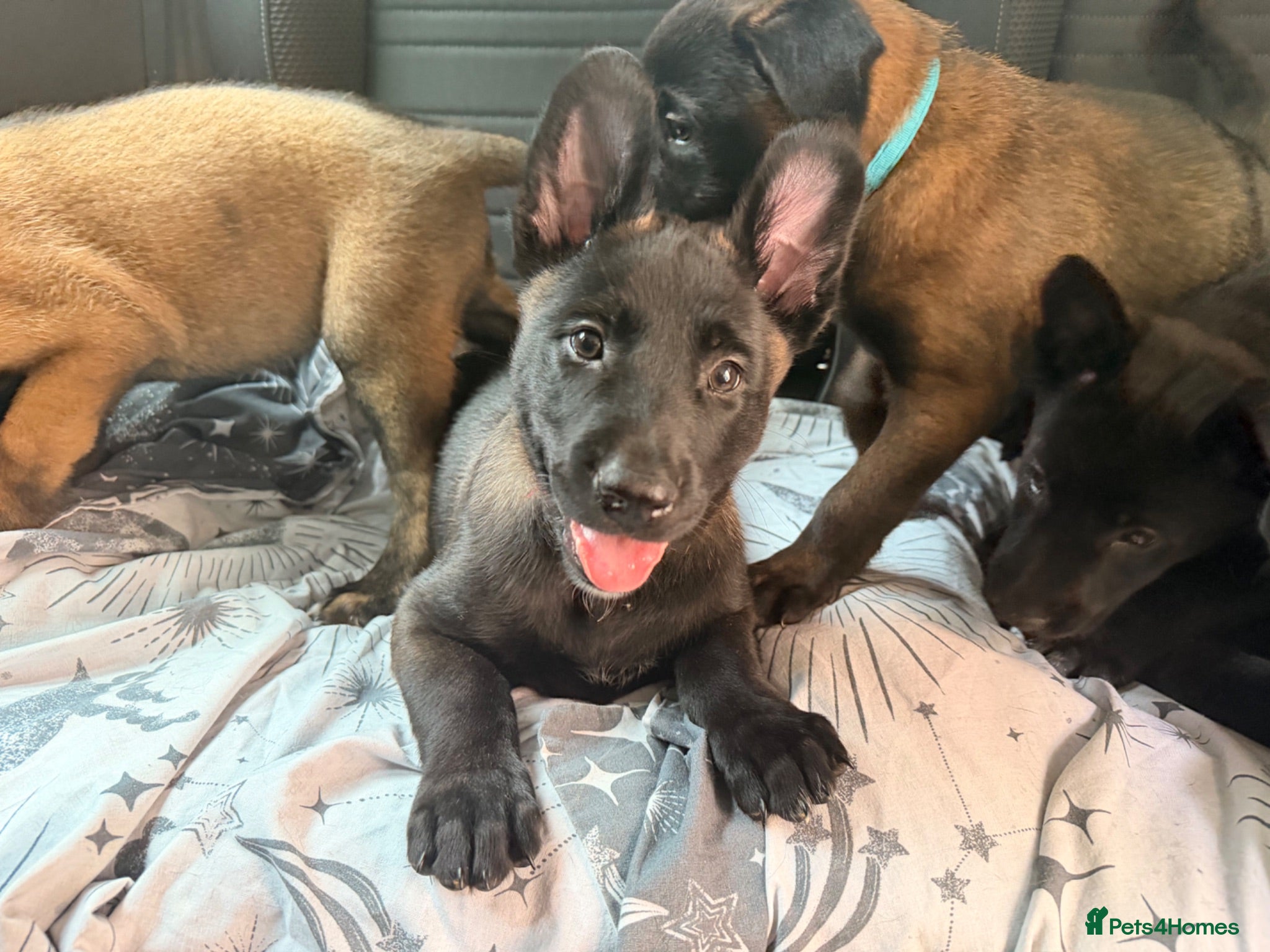 Belgian Shepherd Dog dogs Stunning Belgian Malinois Puppies  - Advert 2