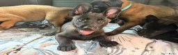 Belgian Shepherd Dog dogs for sale: Stunning Belgian Malinois Puppies  - Advert 3