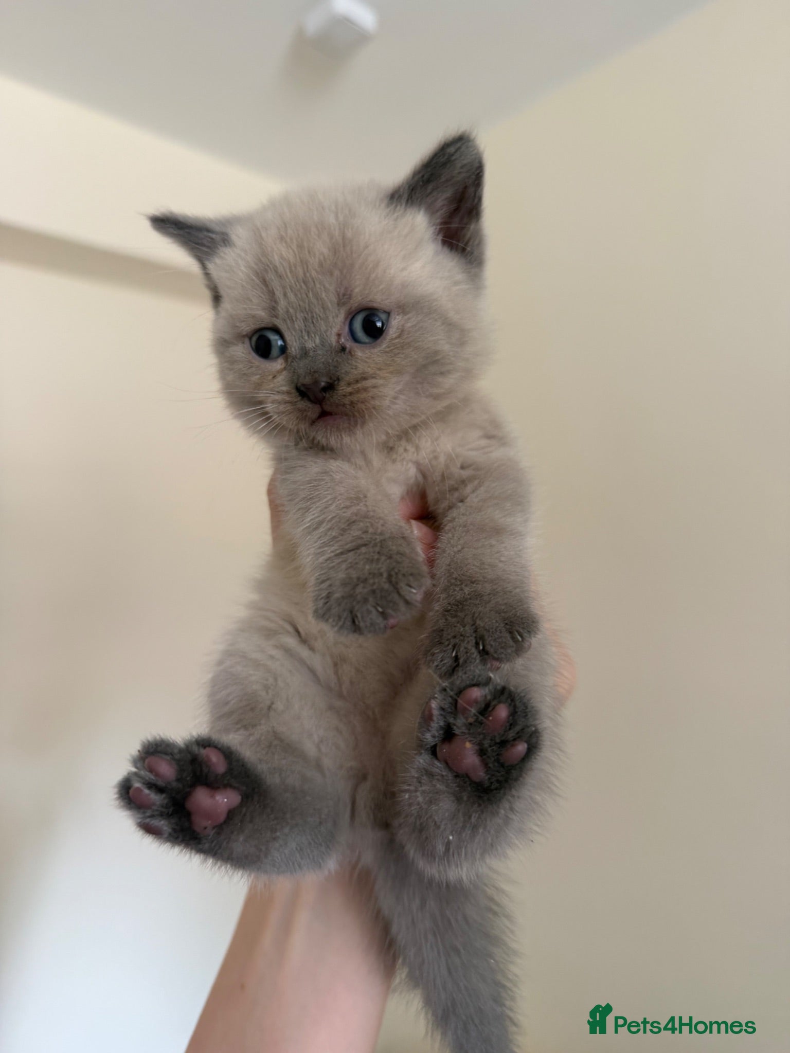 British Shorthair cats Beautiful British shorthair kittens  - Advert 13
