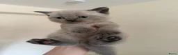 British Shorthair cats for sale: Beautiful British shorthair kittens  - Advert 1