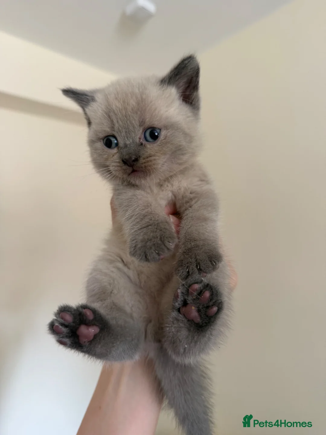 British Shorthair cats for sale: Beautiful British shorthair kittens  - Advert 1