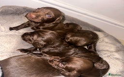 Cocker Spaniel dogs for sale: Working cocker spaniel puppies - Image 13