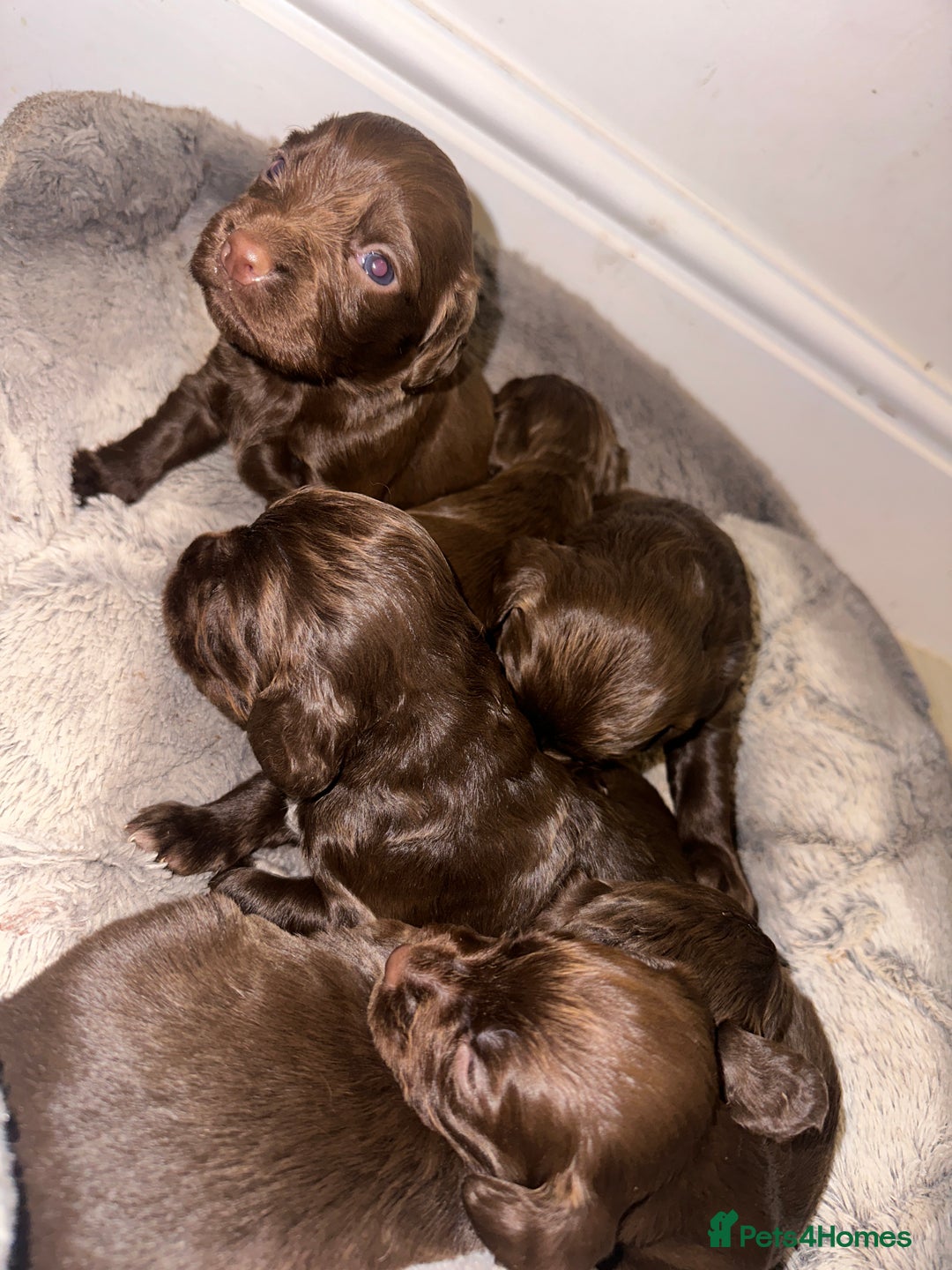 Cocker Spaniel dogs for sale: Working cocker spaniel puppies - Image 13