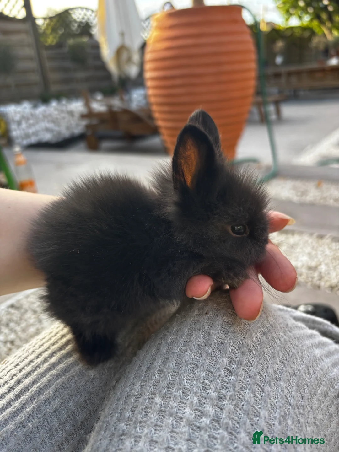 Mixed Breed rabbits for sale: Beautiful Baby Rabbits – Two Lovely Litters - Advert 11