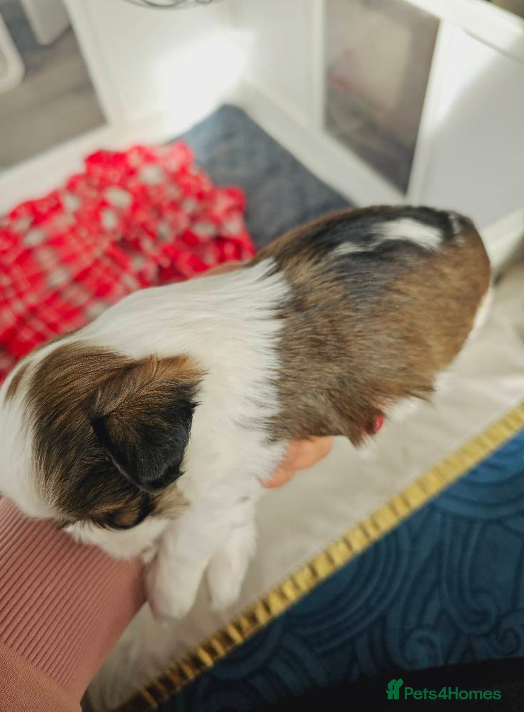 Lhasa Apso dogs for sale: Beauitiful Pure Breed Lhasa Apso - Image 4