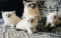 Ragdoll cats for sale: Ragdoll kittens - Image 7