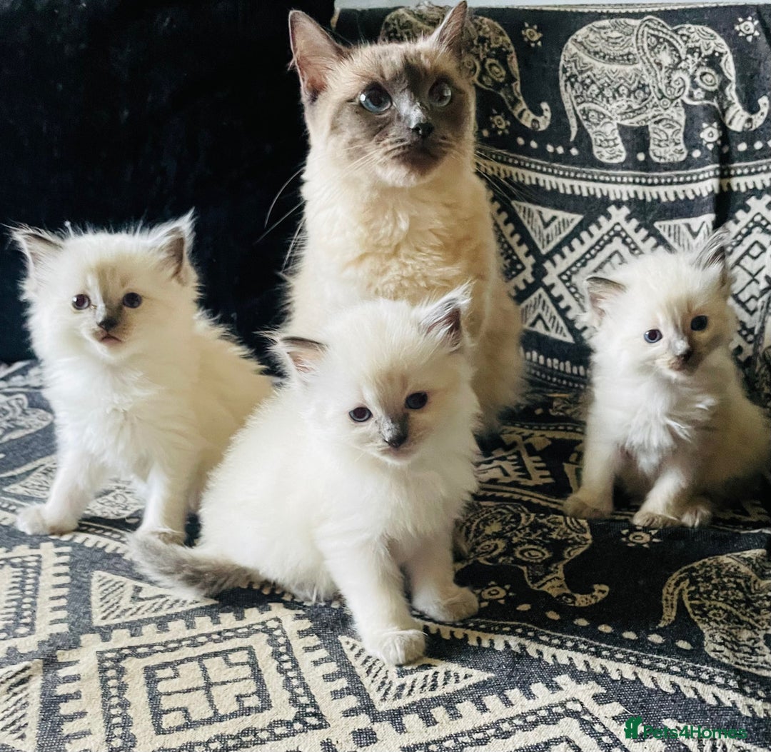 Ragdoll cats for sale: Ragdoll kittens - Image 7