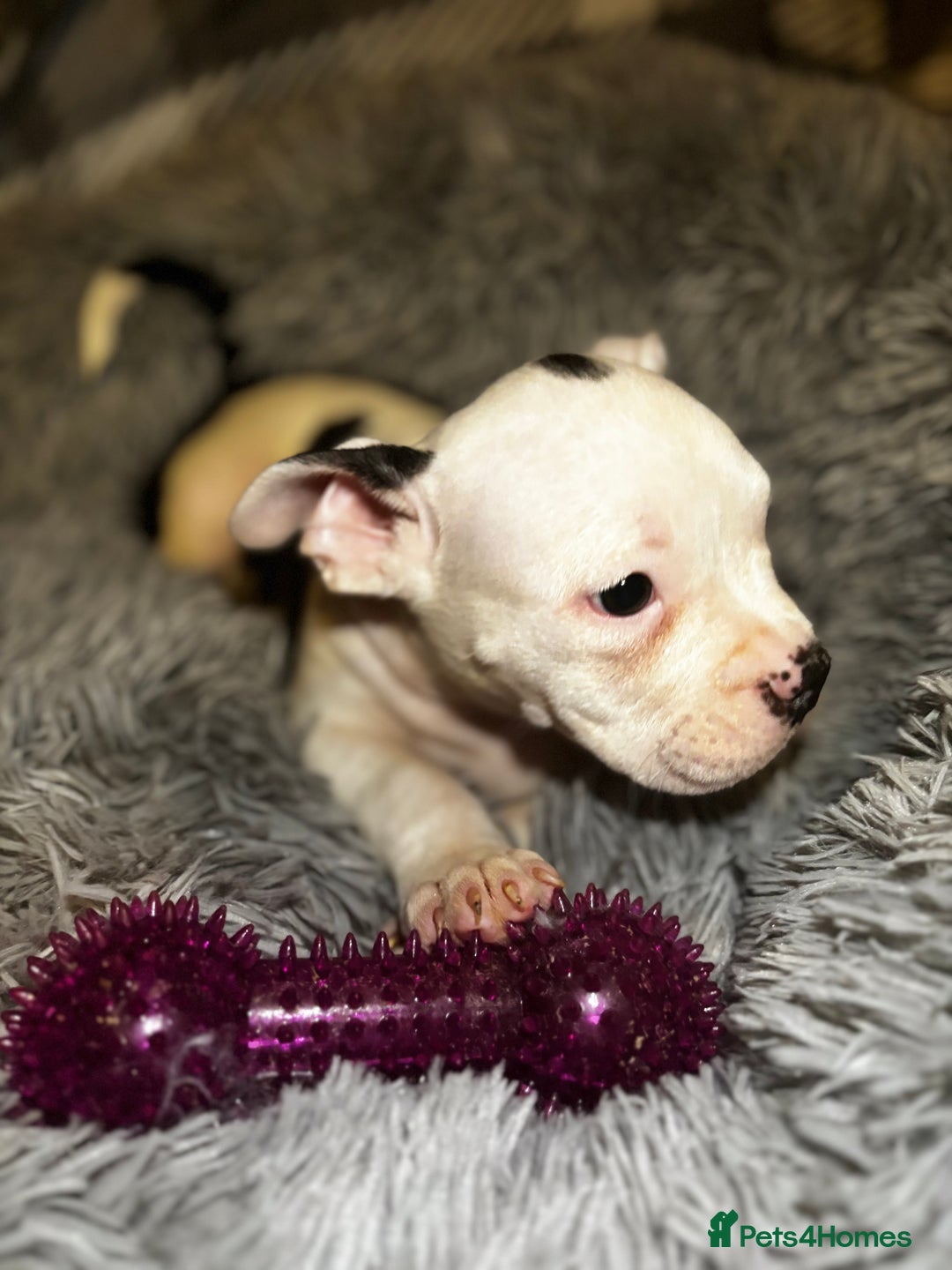 American Bully dogs for sale: perfect puppys - Image 15
