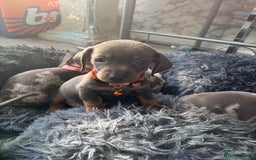 Dachshund dogs for sale: 7 beautiful dachshund baby’s  - Image 3