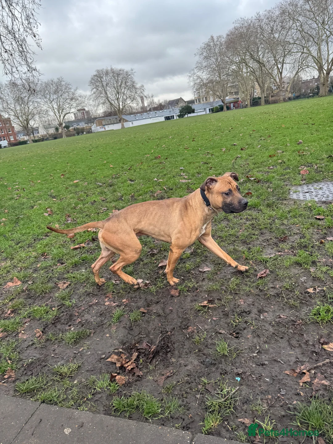 American Bull Staffy dogs for stud: Athletic American staff  - Advert 6