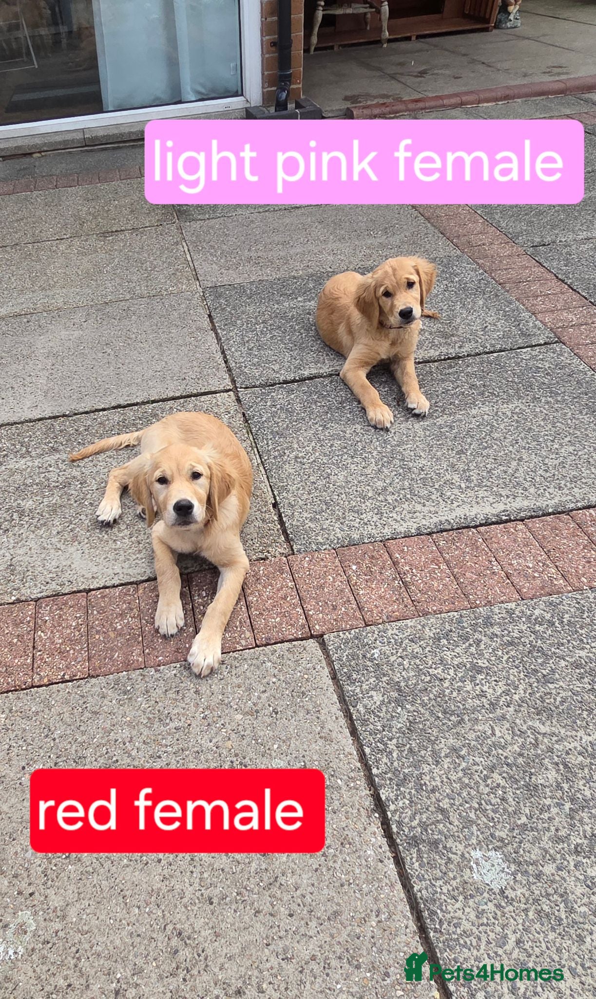 Golden Retriever dogs Beautiful natured pups fully vaccinated - Advert 2