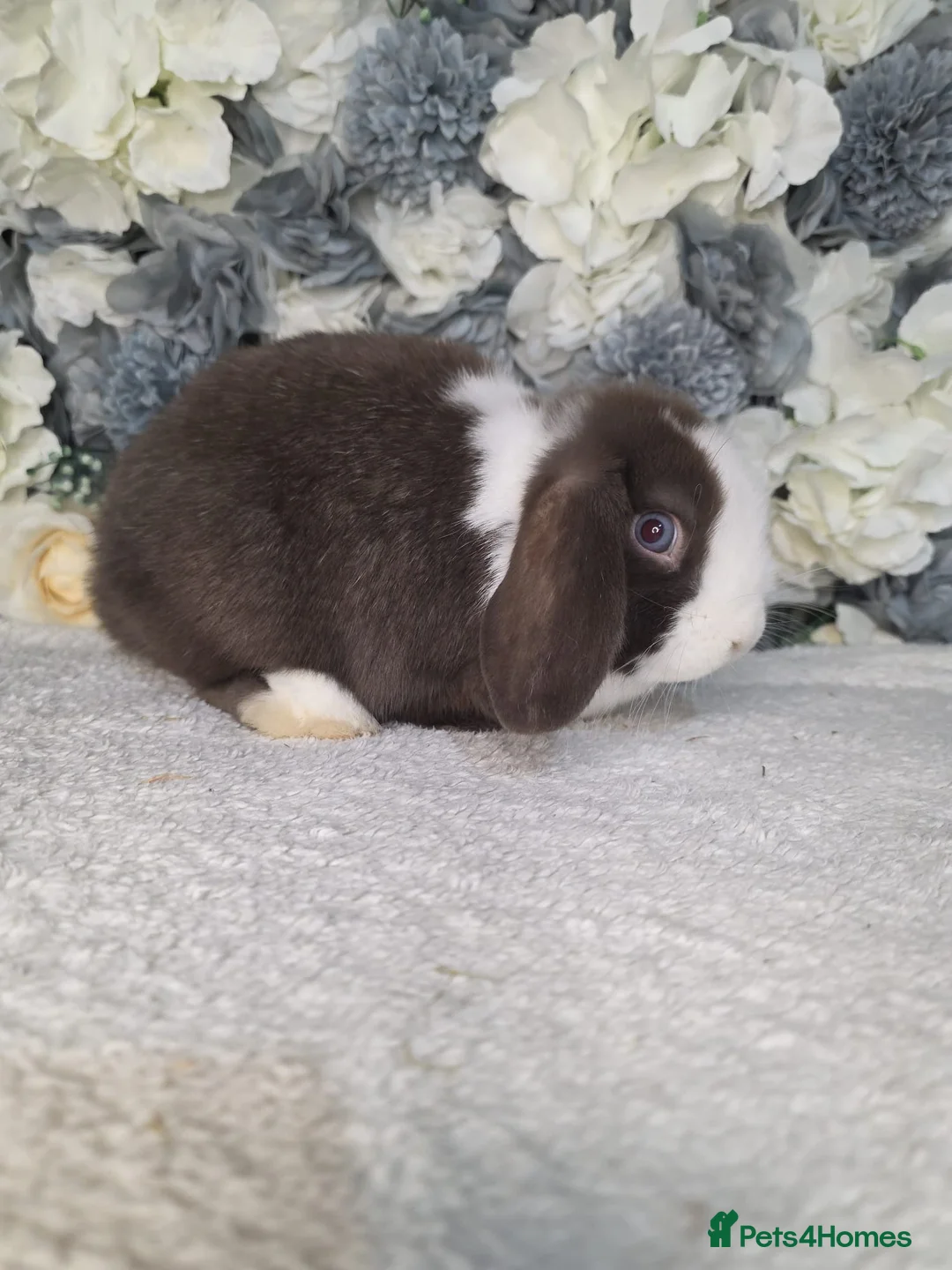 Mini Lop rabbits for sale: Mini lop doe 4 months old  - Advert 2